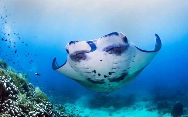 Manta ray swimming by.