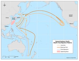 Map showing the migration path of tuna from spawning grounds in the Sea of Japan to the coast of California in the US.