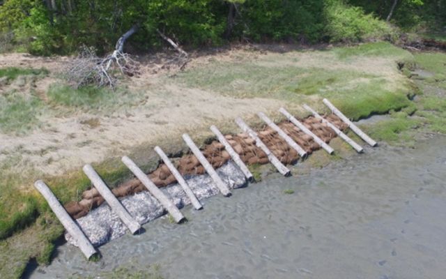 A living shoreline demonstration project at Maquoit Bay showing tree runners, oyster-shell-filled coir bags and Tensar GeoReef.