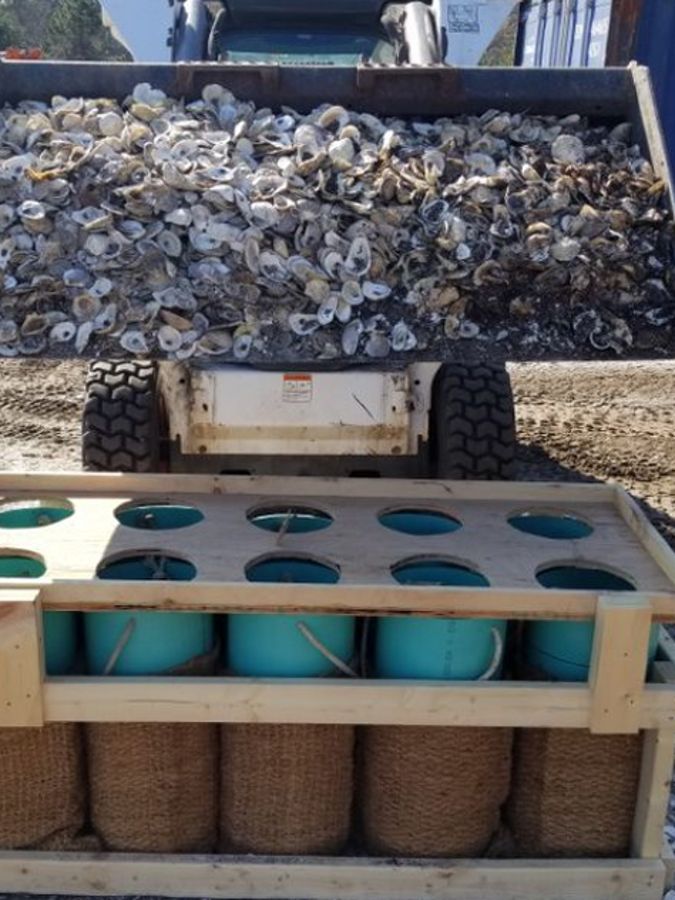 Tractor dumps shells into tubes to sort into fiber bags