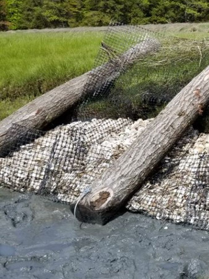 Netting filled with shells under logs along a bank.