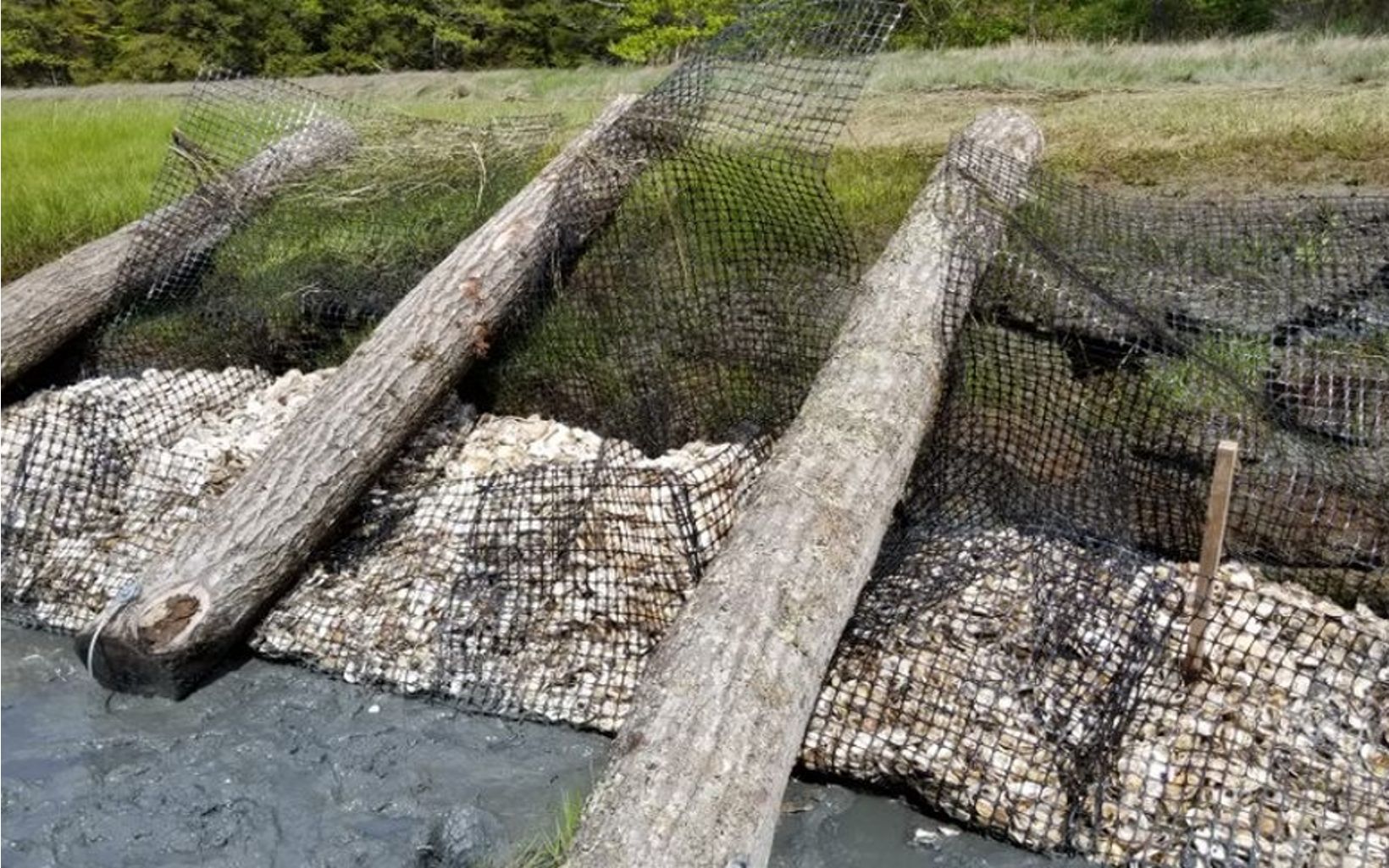 10-foot logs lean against a shorebank with oyster shell under netting beneath them.