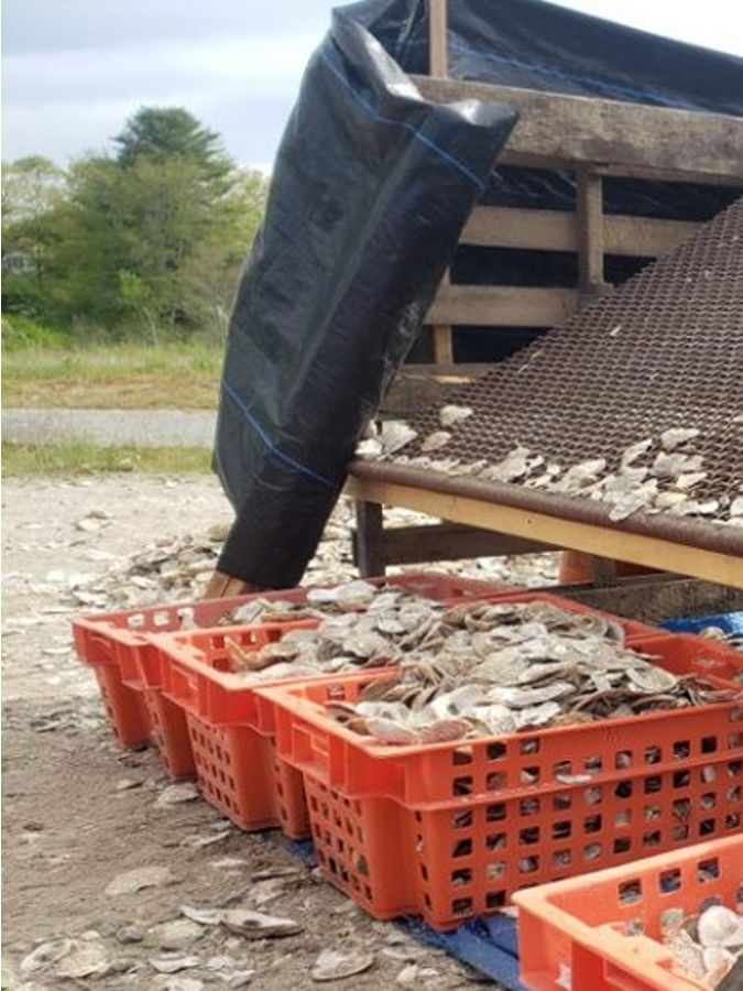 Oyster shells sifted through metal grate into buckets.
