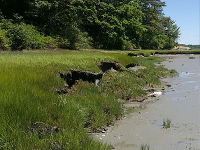 The marsh edge of the Maquoit Bay Conservation Land area showing extreme erosion.