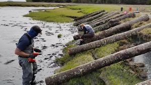 Workers use drills to attach 10-foot logs to a bank.