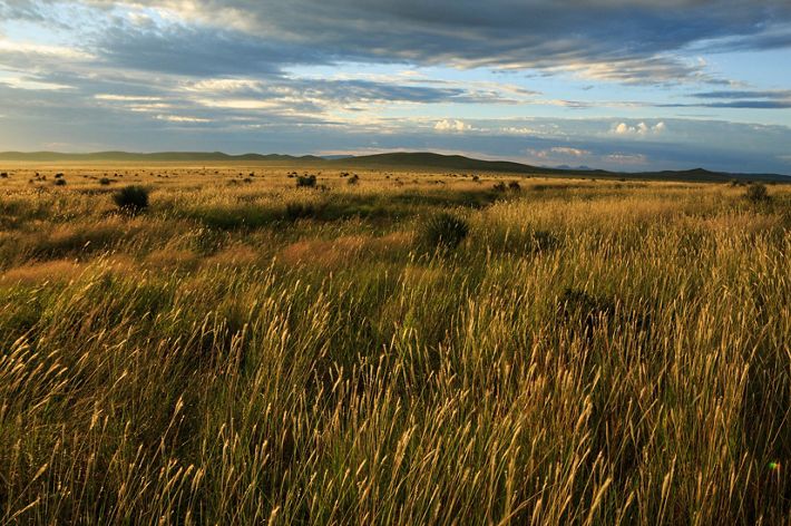 Landscape view of a golden grassland stretching across a wide plain.
