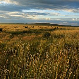 An open expanse of sweeping brown grasslands swaying in the wind and low mountains.