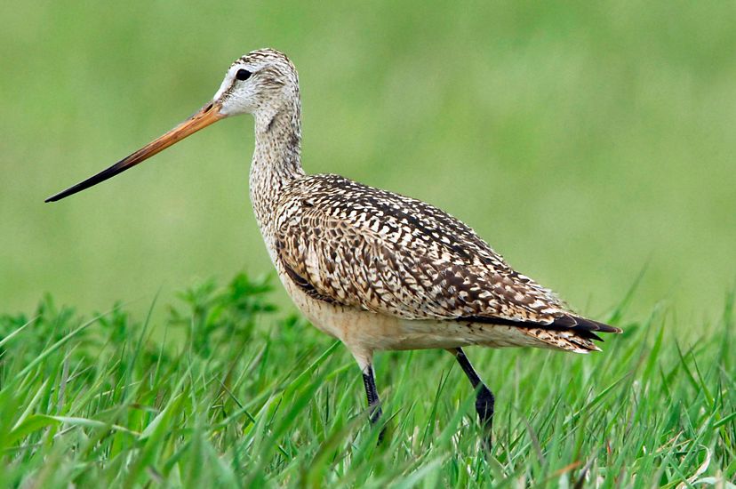 A brown bird with a long skinny beak and skinny black legs walks through green grass that is almost as tall as its legs.