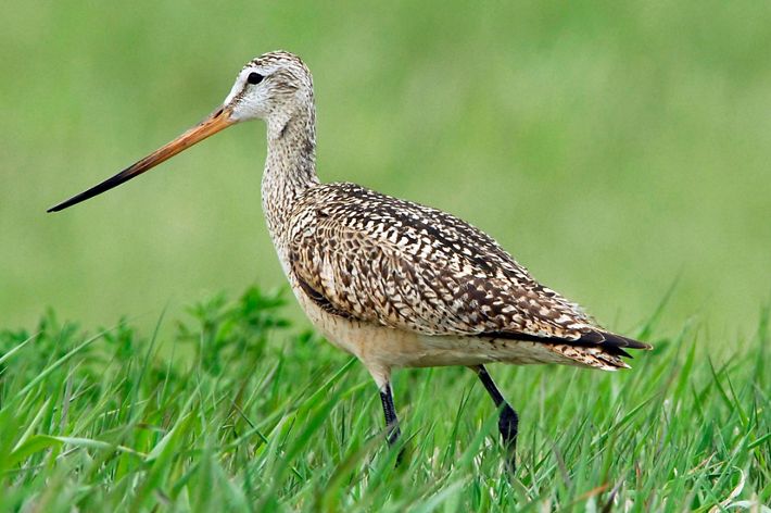 A brown bird with a long skinny beak and skinny black legs walks through green grass that is almost as tall as its legs.