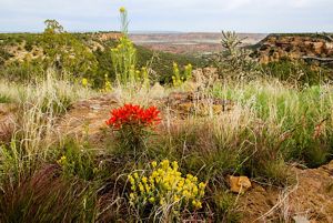 The ground of a desert with blooming flowers and a canyon in the back.
