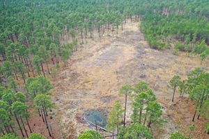 Drained wetland between longleaf pine forest.