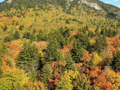Forest canopy with fall colors.