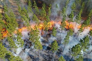 A controlled burn at Calloway Forest Preserve.