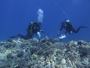 Divers conduct a coral bleaching survey on West Hawai'i Island.