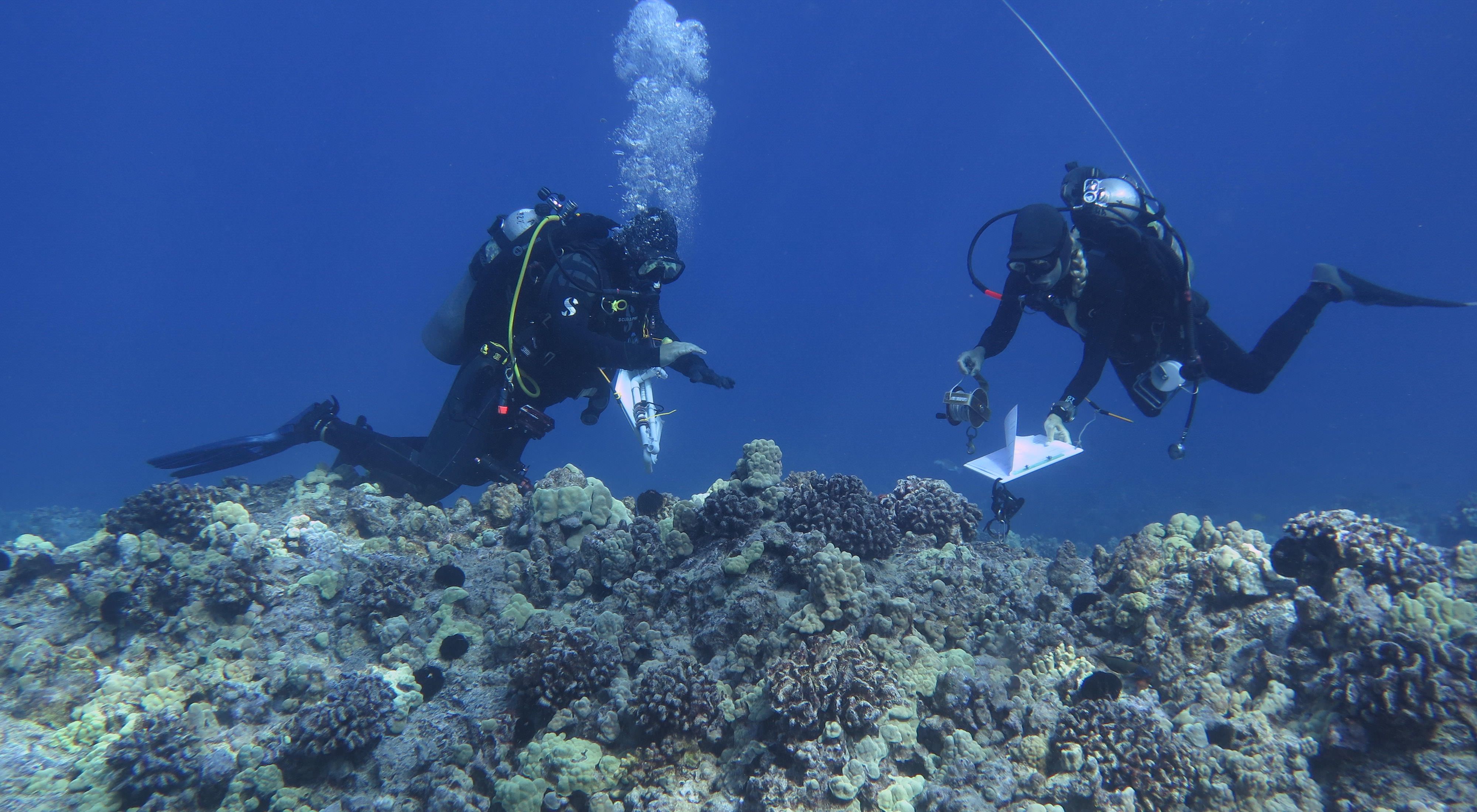 Two SCUBA divers with clipboards studying a Hawaiian coral reef.