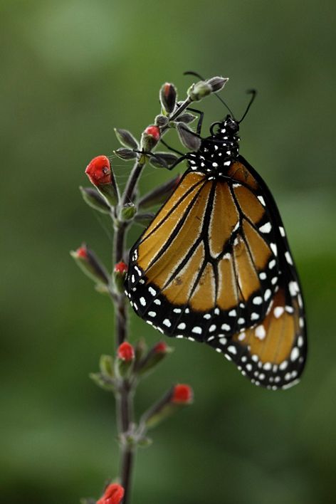 Mariposa monarca.