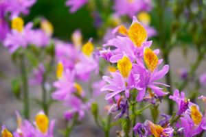Flora Nativa Chile Central