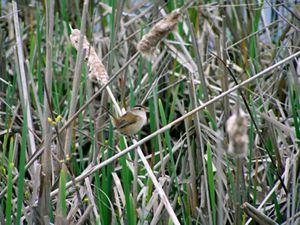 A close up of a marsh wren amongst grasses and reeds.