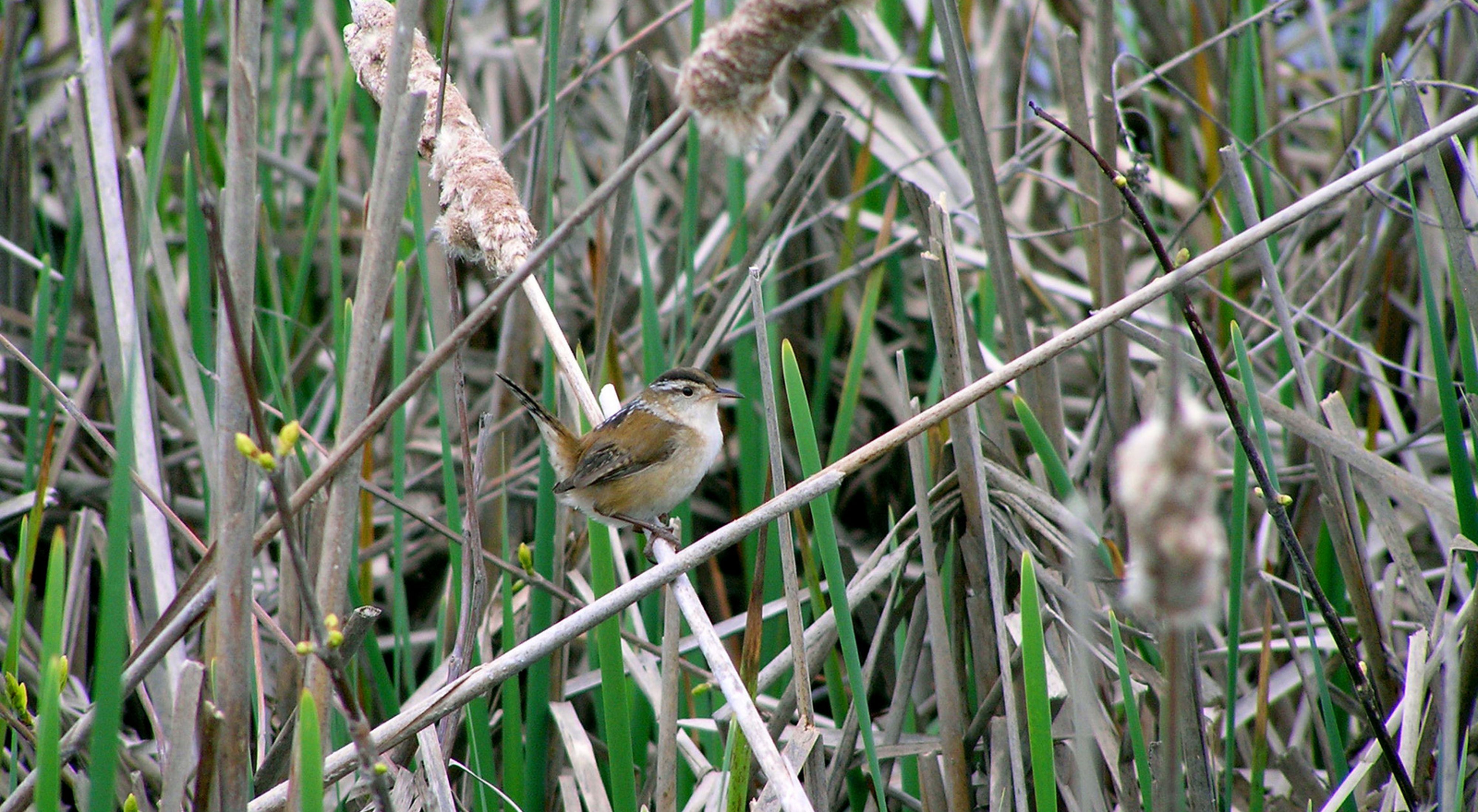 A close up of a marsh wren amongst grasses and reeds.