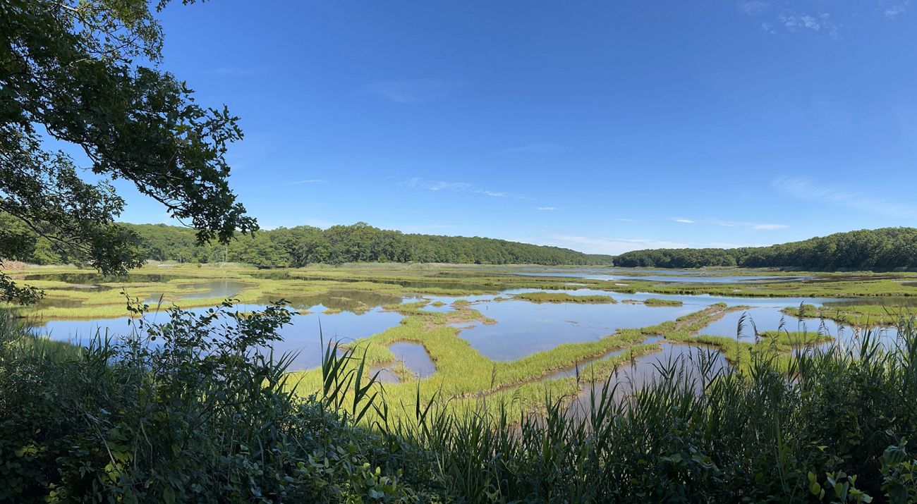 Trees and bushes frame a pond and surrounding wetlands.