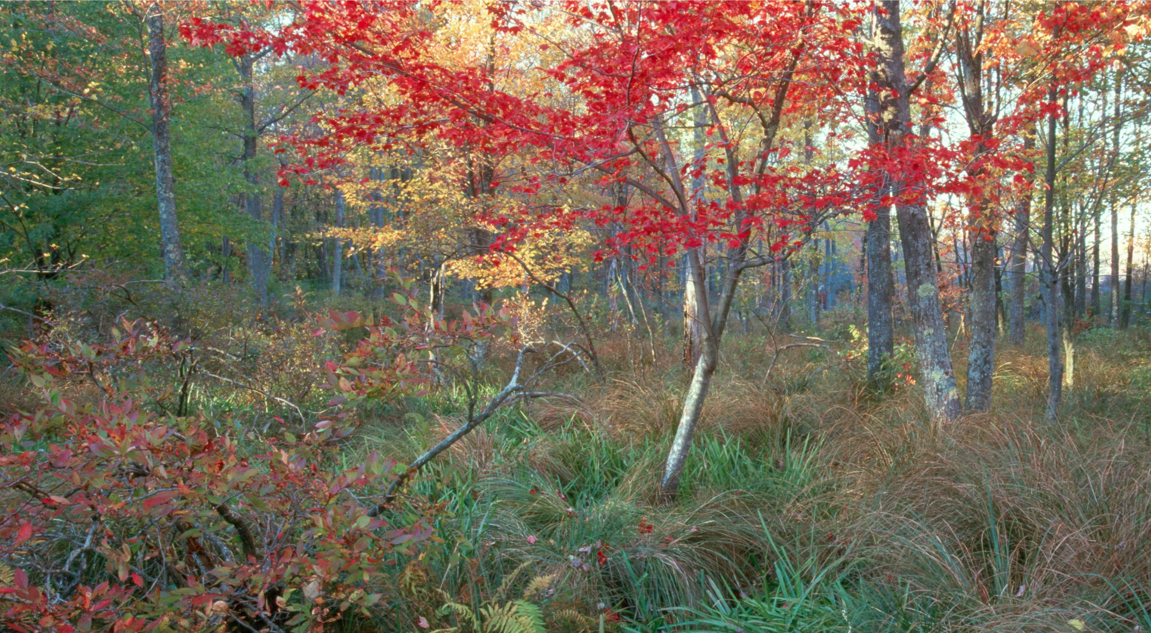 Trees with vibrant red and yellow leaves grow in a forest.