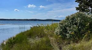 A landscape photo of Bass Creek in Mashomack Preserve showing coastal grasses in the foreground, calm water to the left, and a bright blue sky with scattered clouds.