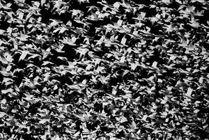 A flock of large gray cranes in flight.