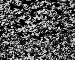 A flock of large gray cranes in flight.