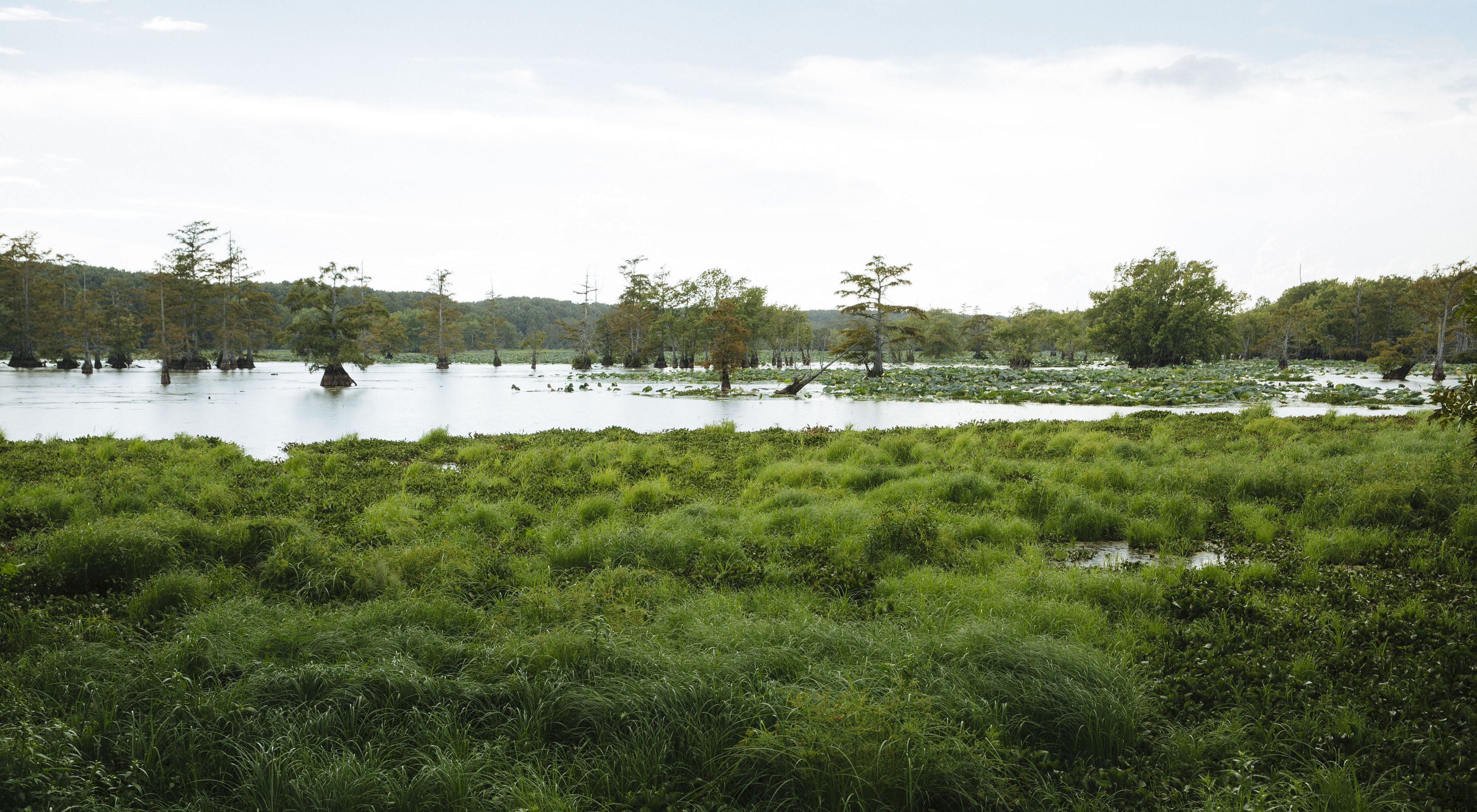 Wetlands at Mathews Brake