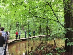 Hikers walk on boardwalk.