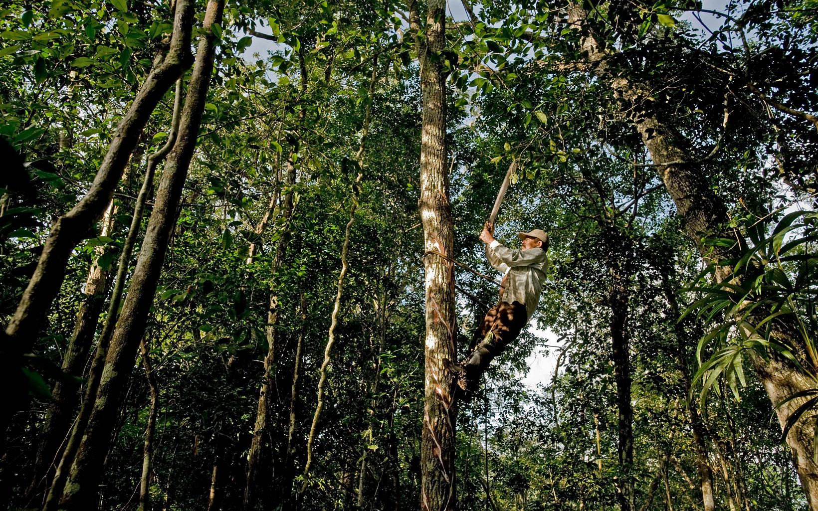  Elias Cahuich, a chiclero  taps the Sapodilla (Manilkara zapotain) trees for the white, gummy latex called chicle in the forest near the ejido Veinte de Noviembre.  © Ami Vitale
