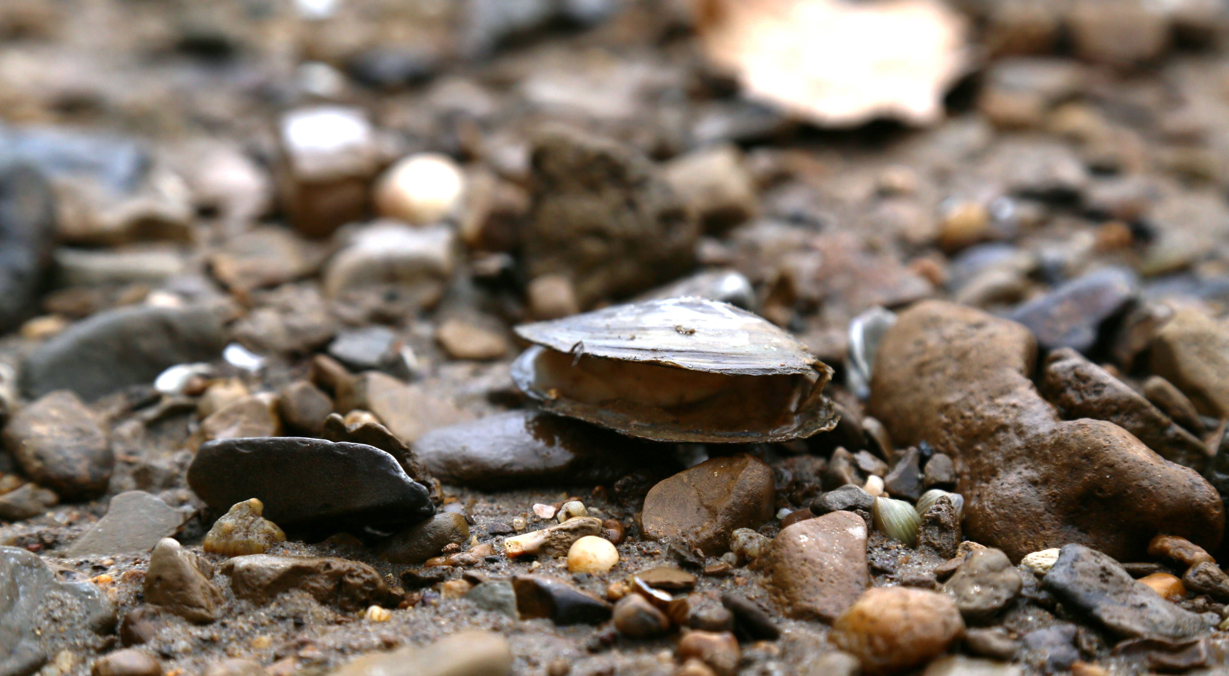 An open mussel shell lies on a pebble-strewn sandy beach.