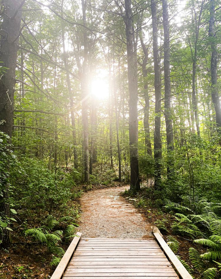 Sunlight streams through dense trees onto a boardwalk.