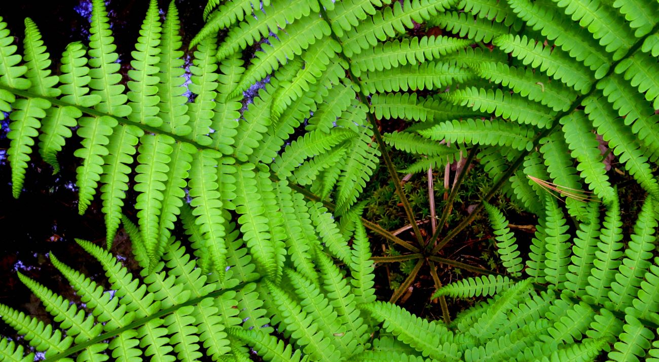 Mirando hacia abajo en las frondas de los helechos verdes brillantes.