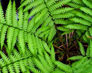 Looking down on bright green fern fronds.
