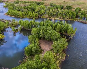 Aerial view of a river curving through stands of cottonwood trees.
