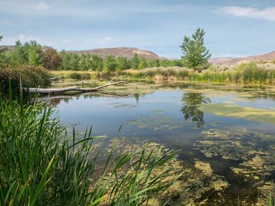 McCarran Ranch Preserve on the Truckee River 