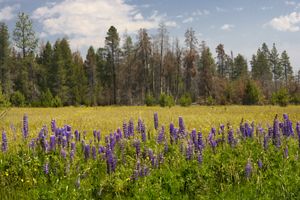 Purple wildflowers and grasses with trees in the background.
