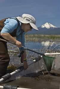 Volunteer with waders and a sun hat working with a pvc net in a shallow wetland at Williamson River Delta near Klamath Falls with a snowcapped mountain in the background.  
