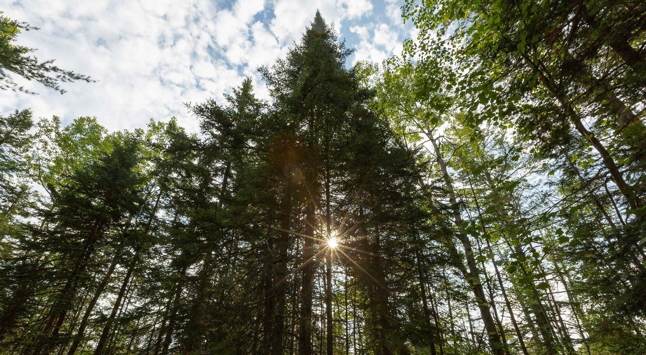 Trees in forest with sun peeking through and clouds above.