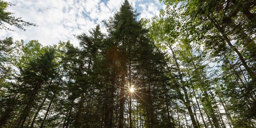 Sunlight shining through a stand of tall trees.