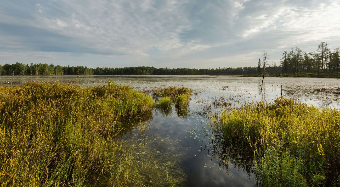 Grasses growing out of the water onthe shore of a lake at McMahon Lake Preserve in Michigan's Upper Peninsula.