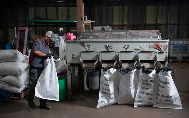 A person attaches large white sacks to a seed-sorting machine.