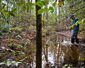 A scientist surveying a mountain bog.