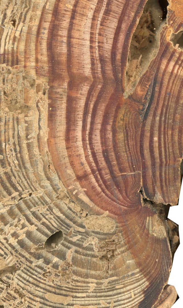 Detail view of tree rings and fire scars from a section of tree.