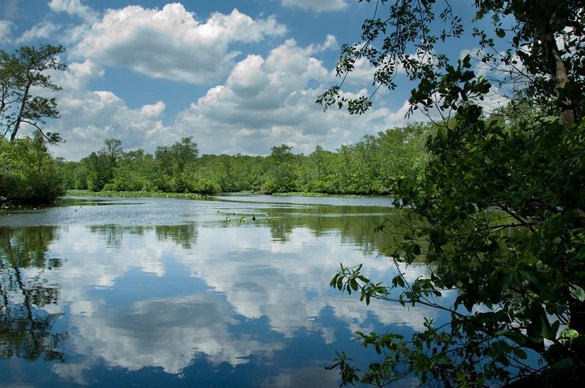 White, fluffy clouds and bright blue sky are reflected in the still, mirror like surface of Nassawango Creek.