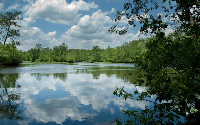 White, fluffy clouds and bright blue sky are reflected in the still, mirror like surface of Nassawango Creek.