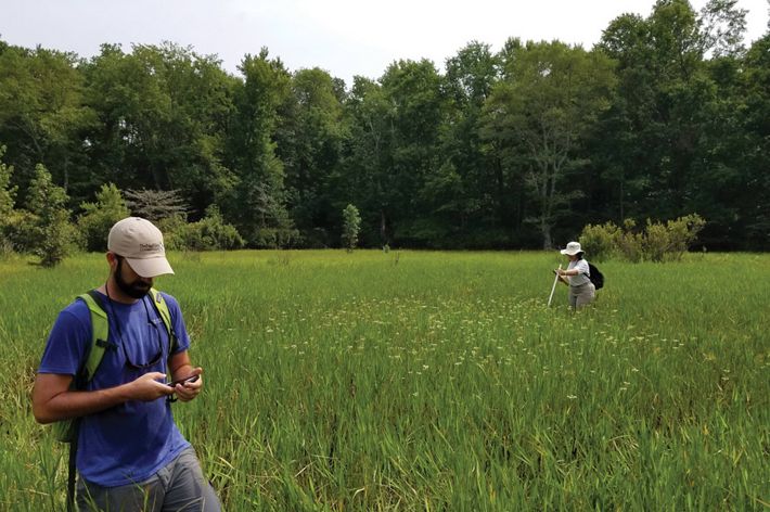 Two people walk through thigh-high grass in an open meadow while conducting a plant survey.