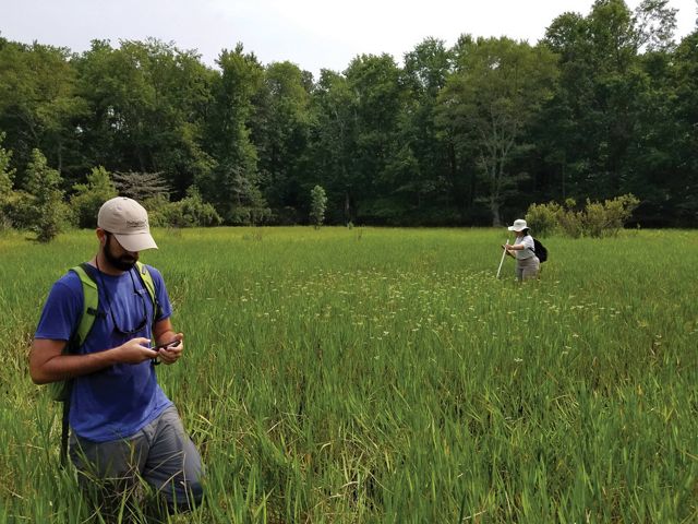 Two people walk through thigh-high grass in an open meadow while conducting a plant survey.