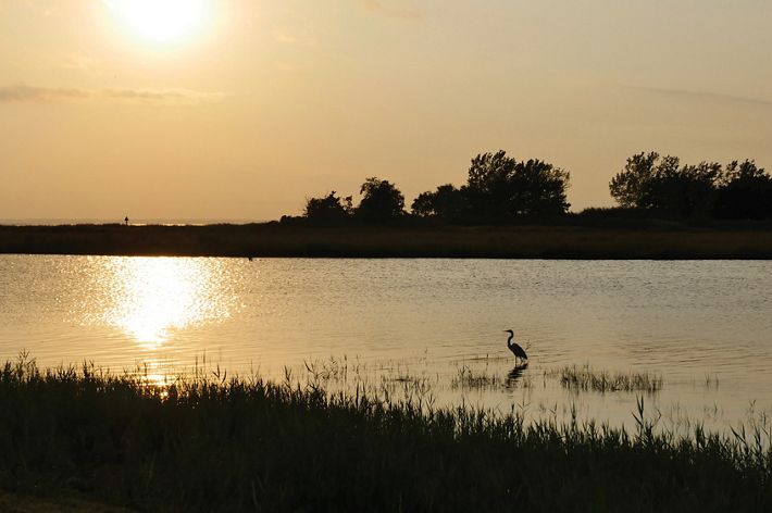 A great blue heron hunts on the edge of a wide expanse of water, silhouetted against the setting sun.